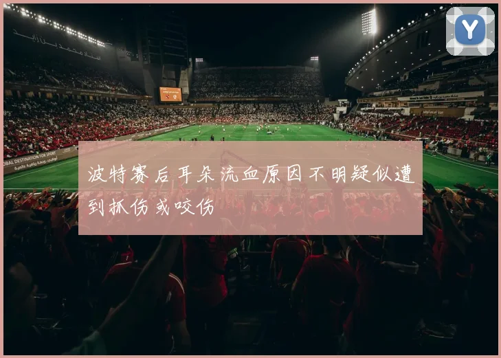 波特赛后耳朵流血原因不明疑似遭到抓伤或咬伤